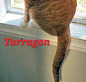 Photo of Tarragon