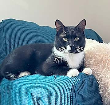 Photo of Nero