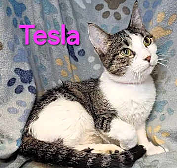 Photo of Tesla