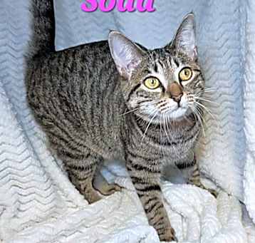 Photo of Soda