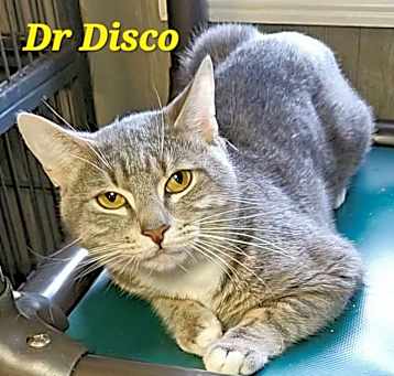 Photo of Dr Disco