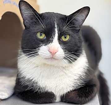 Photo of Cubby
