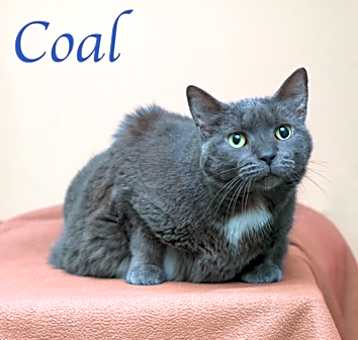 Photo of Coal