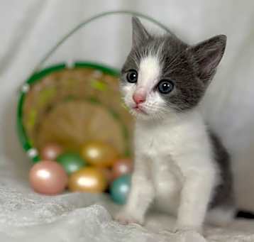 Photo of Banjo