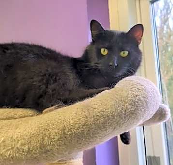 Photo of Bat Cat