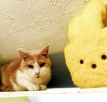 Photo of Creamsicle