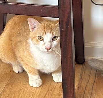 Photo of Gino