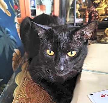Photo of Panther