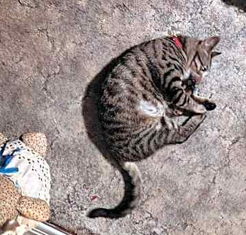 Photo of Nipper