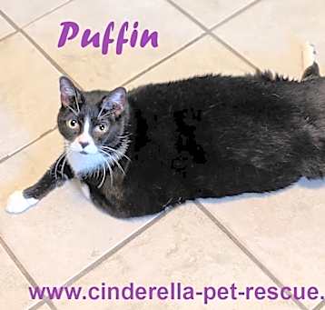 Photo of Puffin