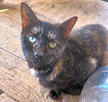 Photo of Quinnie