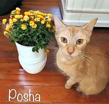 Photo of Posha