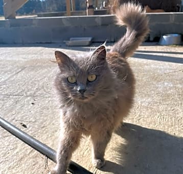 Photo of Phoebe