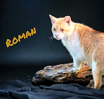 Photo of Roman