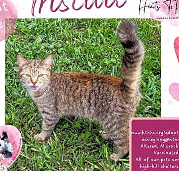 Photo of Triscuit