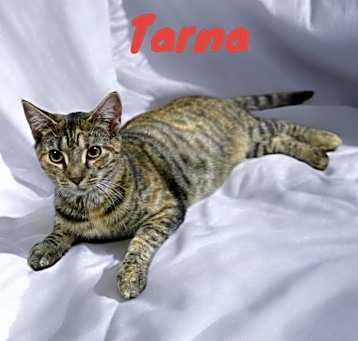 Photo of Tarna