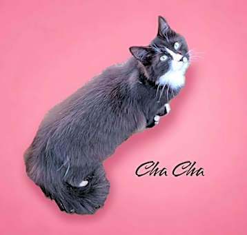 Photo of Cha Cha