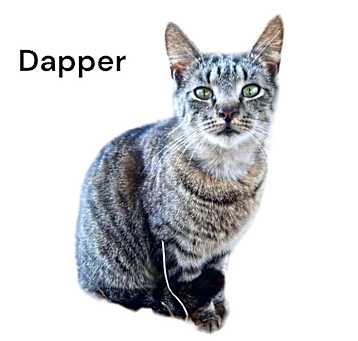 Photo of Dapper