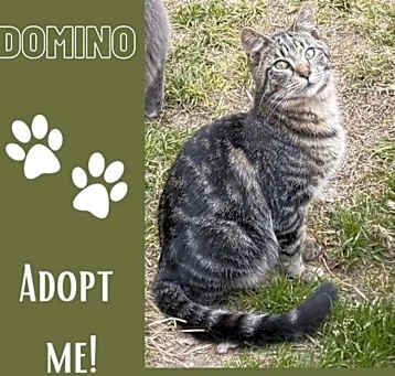 Photo of Domino