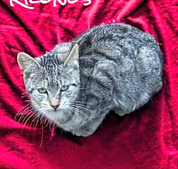 Photo of Kronos