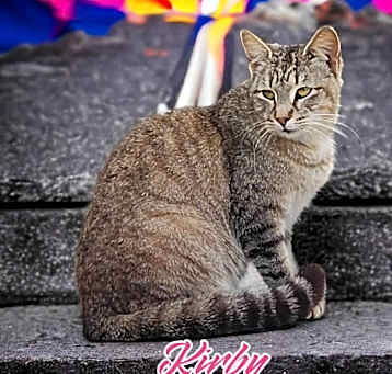 Photo of Kirby