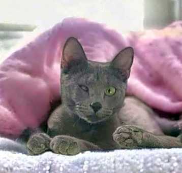 Photo of Lyra