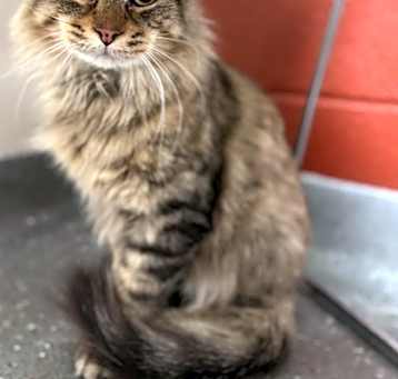 Photo of Fluffernutter