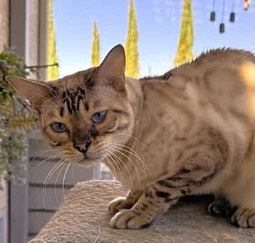 Photo of Phantom