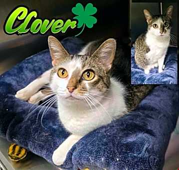 Photo of Clover