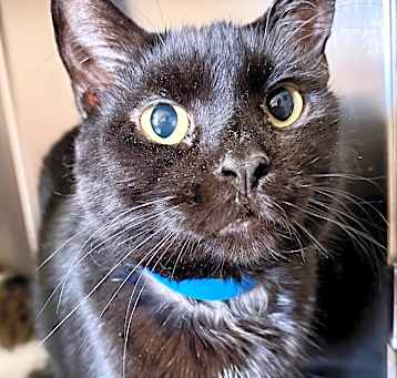 Photo of Atticus