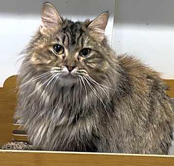 Photo of Shakira (Persian)