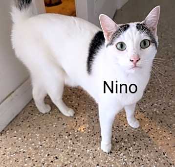 Photo of Nino