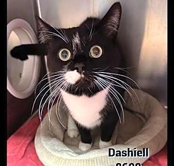 Photo of Dashiell(689)