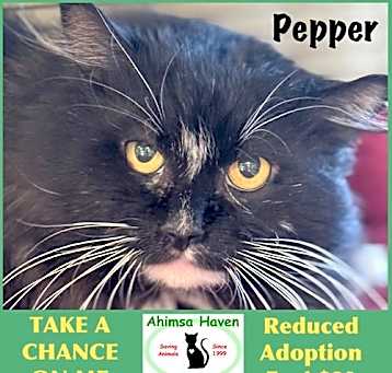 Photo of Pepper