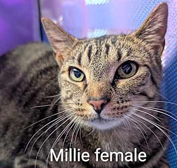 Photo of Millie