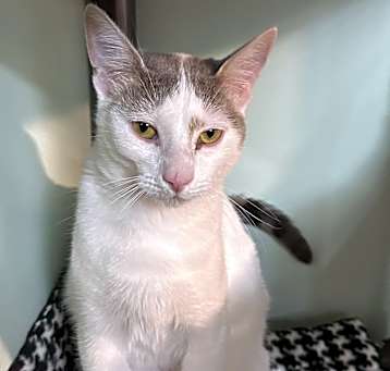 Photo of Snowy
