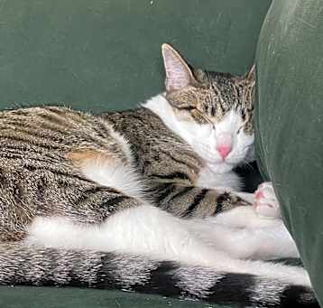Photo of Reggie