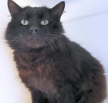 Photo of Kaisel