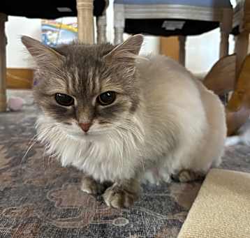 Photo of Azalea