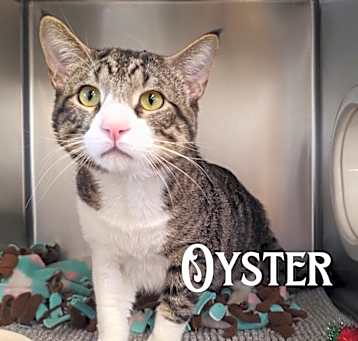 Photo of Oyster