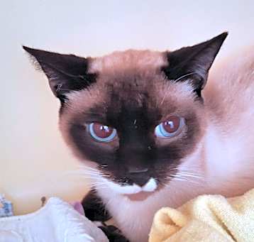 Photo of Flame