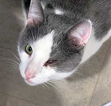 Photo of Toby