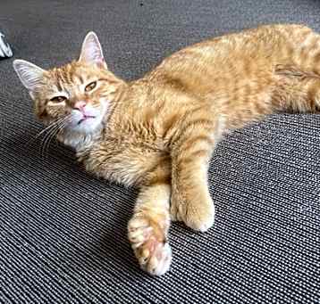 Photo of Sherbert