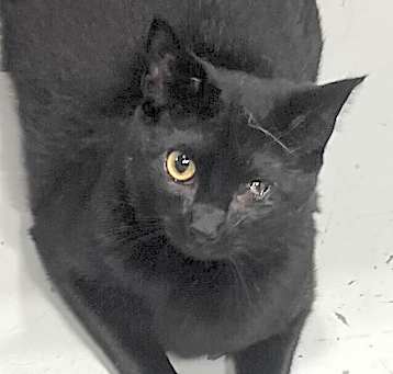 Photo of Hecate