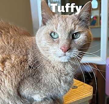 Photo of Tuffy 250214