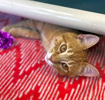 Photo of Linc