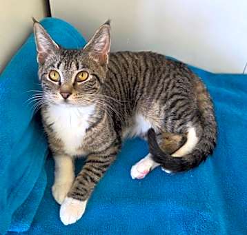 Photo of Jelly Bean