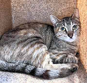 Photo of Cayenne
