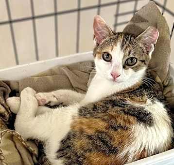 Photo of Buttercup