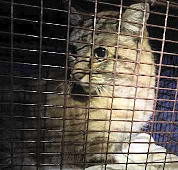 Photo of MEOW MIX